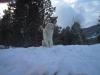 Tumiins sitting in snow